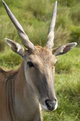.An antelope ina wild life park in Kent, England
