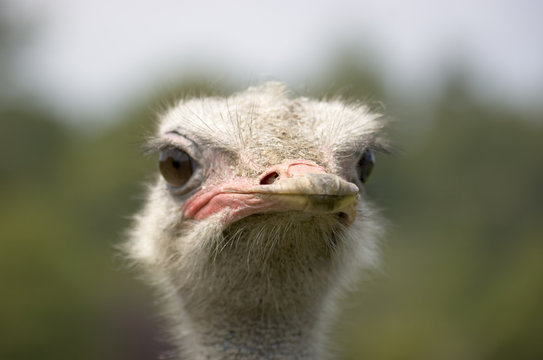 A portrait of an Ostrich with background out of focus