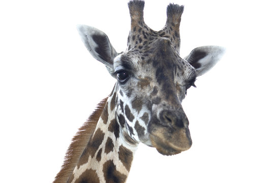 A portrait of a Giraffe isolated on white