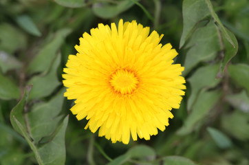 Yellow Flower of the Dandelion, Macro