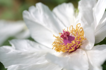 Flowers, Luxurious Blossom of the White Peony