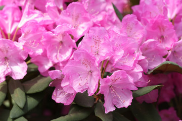 Fototapeta premium Flowers, Rhododendron Hybrid Rozeum Elegans