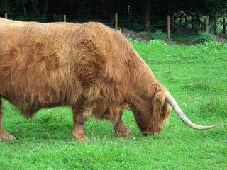 vache écossaise qui broute