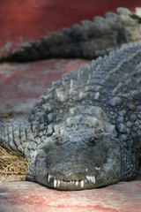 Krokodil