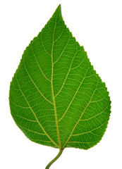 Green leaf isolated on white