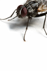 extreme macro of a housefly