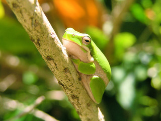 baby green tree frog
