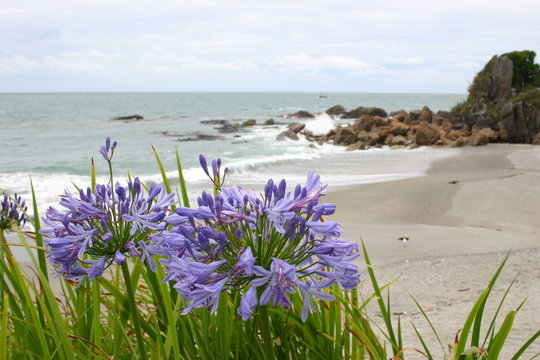 Strandblumen