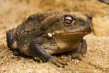 Frosch