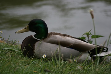 Canard colvert