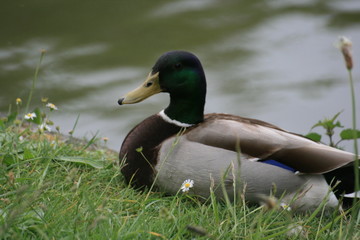 Canard colvert