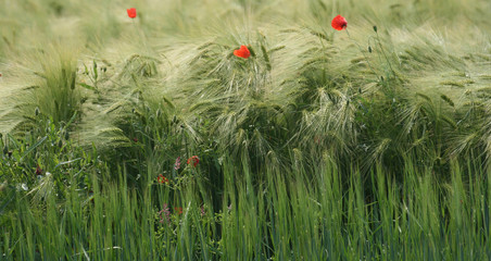 Coquelicots dans les bl&eacute;s