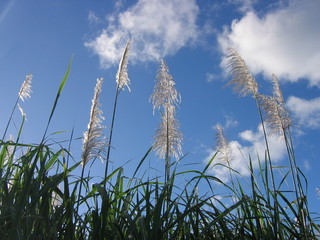 cannes &agrave; sucre