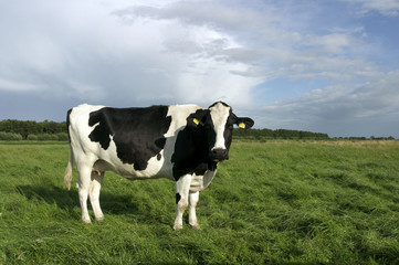 Dutch cow