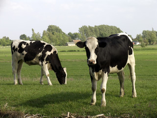 Dutch cows