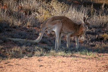 Känguru im Abendlicht Australien_07_1638