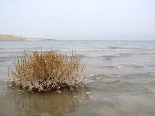 Dead sea
