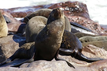 Otarie à fourrure - Arctocephalus pusillus - Cape Cross