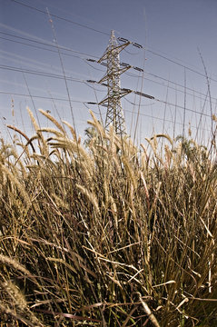 Barley on urban background