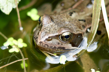 Common Frog in pond