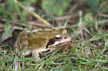 Common Frog on land