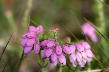 Cross-leaved Heath