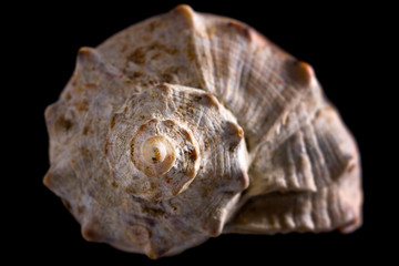 conch shell close-up isolated on black background