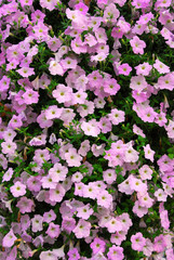 Floral background of blooming pink petunia flowers