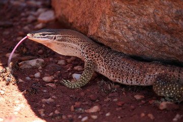 Goulds-Monitor Portrait Australien_07_1657,01