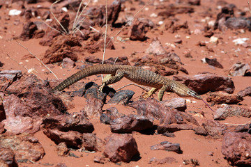 Goulds-Monitor Australien_07_1660