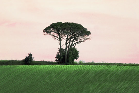 arbre seul sur la colline