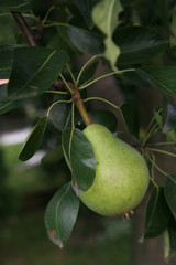 Unripe Pear