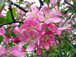 Pink apple-tree blossom