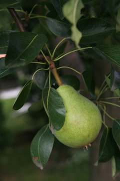 Unripe Pear