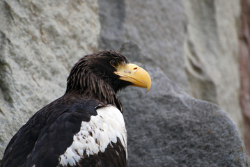 Fototapeta premium sea eagle