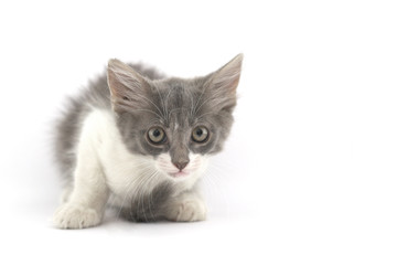 cucte little kitten looking afraid .plenty of room for text