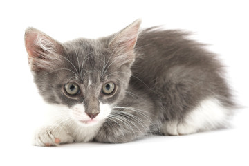 image of a little cute  kitten  over white