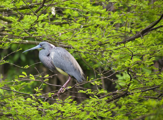 Tricolored Heron.