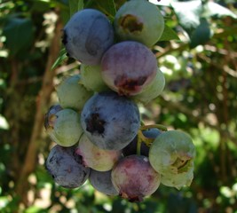 Fototapeta premium Blueberries