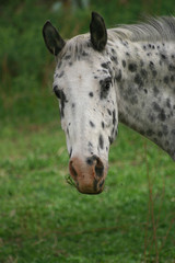 Appaloosa horse