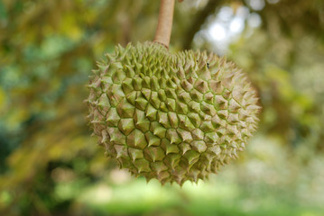 king of fruit - the durians