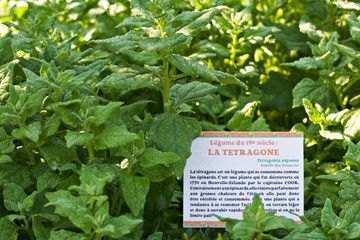 Légume oublié