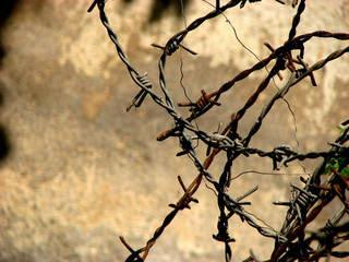 Barb Wire