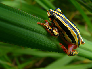 Painted reed frog