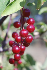 Berries on branch