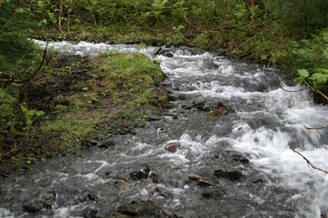 Obraz premium Stream flowing through rain forest