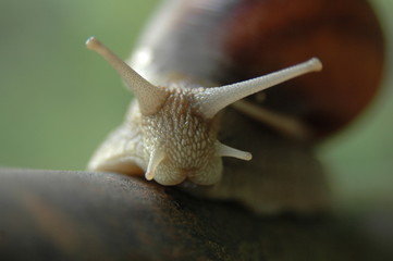 snail on metal pipe