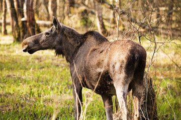 Obraz na płótnie Canvas Elk 1