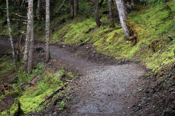 path in lush rainforest
