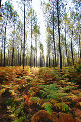 forêt landaise 2